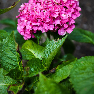 Hydrangea macrophylla 'Masja'