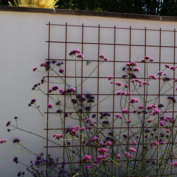 Verbena bonariensis
