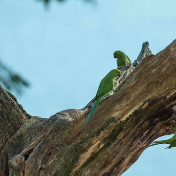 Parots-The Hermitage Kandy- Edwards Collection
