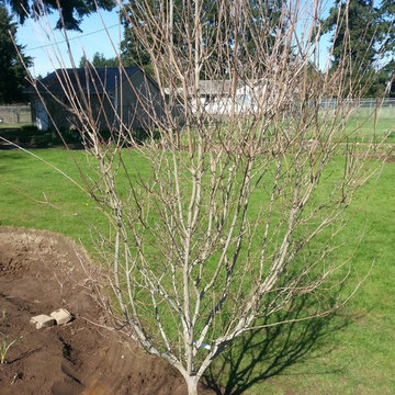Master Gardener Landscape Makeover Rain Garden