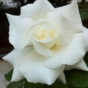 Tulasi Abbineni's photo
