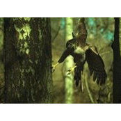Nikola Stancevic's photo