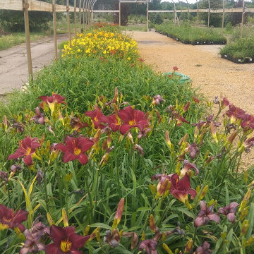 Perennial Flowers