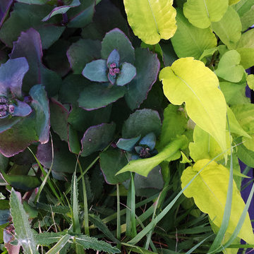 ROOFTOP GARDEN