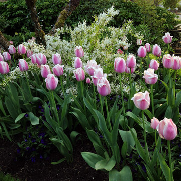 Portland, Oregon Cottage Style Garden Design