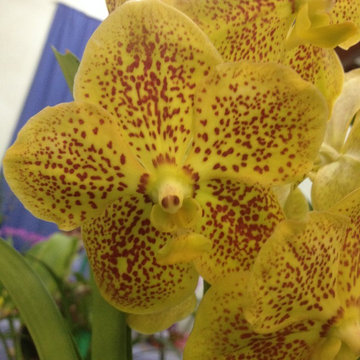 Orchids - by Design