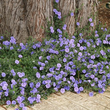landscape ideas