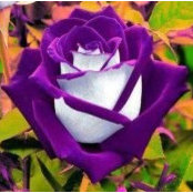 Dianne Staples's photo