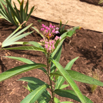 Pluck Farm - Native Cut Flower Garden