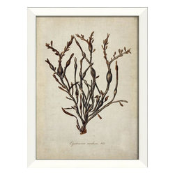 The Artwork Factory - Cystoseira nodosa 613 Framed Artwork - Prints And Posters