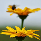 Foto von Alison Melvin
