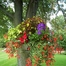 container gardening