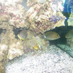 Fresh water and marine fish - Products