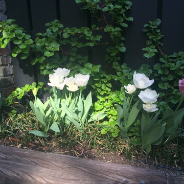 West Village Backyard Spring Bulbs