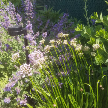Pollinator Garden
