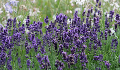 10 idées faciles pour cultiver votre jardin au mois de juin