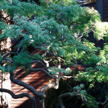Landscape Ideas