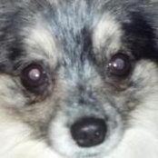Rachelle Kahn Pollock's photo
