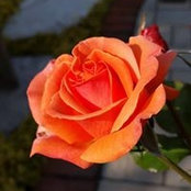 Kristal Calvert's photo