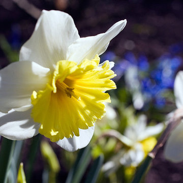 Northbrook, IL Spring Garden