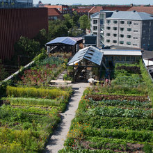 Inspiration: ØsterGro - fremtidens byhaver