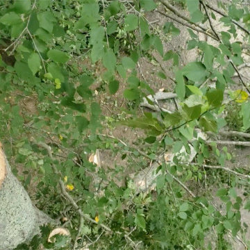Tree Removal Deep River CT