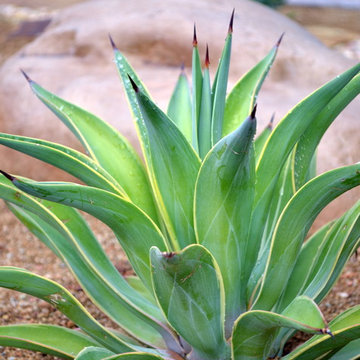 Sustainable Garden
