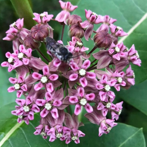 Milkweed Growing in Zone 7b. Need ID