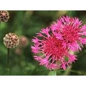 Wendy Bogg's photo