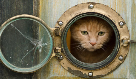 Pets: 12 Ways to Help Your Cat Safely Enjoy Your Garden