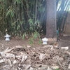 Modernizing the Japanese Garden