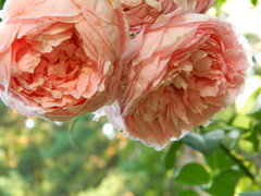 Delbard roses | Houzz Forum