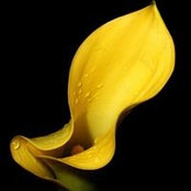 Debbie Sneade's photo