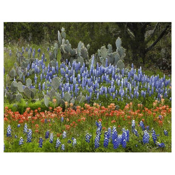 "Bluebonnet and Pricky Pear cactus, Texas" Print by Tim Fitzharris, 42"x32"