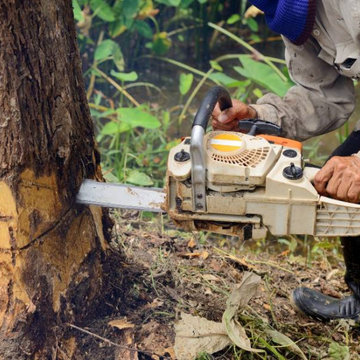 San Diego Tree Removal Services