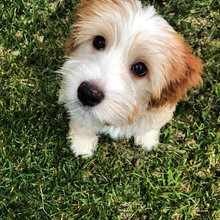 aussiedoodle
