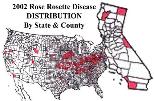 Rose Rosette Disease