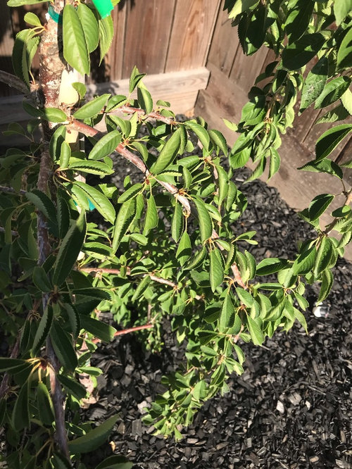is my snow fountain weeping cherry tree dying?