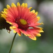 Patrick Aquilina's photo