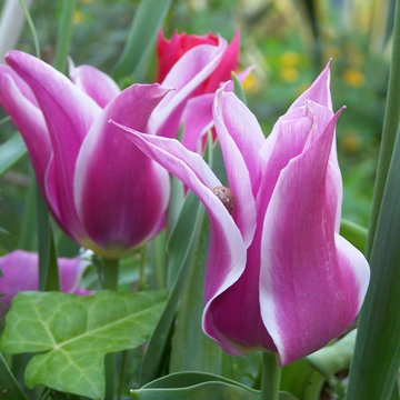 Tulipani a fiori di giglio (lily flowered)