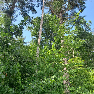 Tree Services