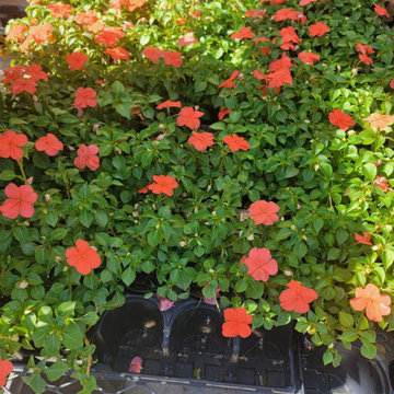 Plant catalog athens ec lanscaping
