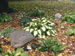 How Good Is Hosta Captain Kirk Captain Kirk With Friends In October