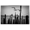 Flying Seagull Black & White Coastal Bird Photo Unframed Wall Art Print, 18" X 24"