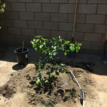 Tarocco Blood Orange on C-35 planted 6/30/2018