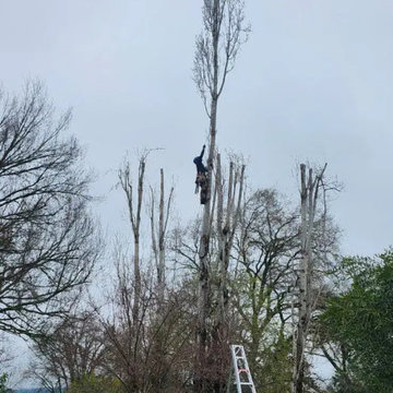 Greenview Tree Care