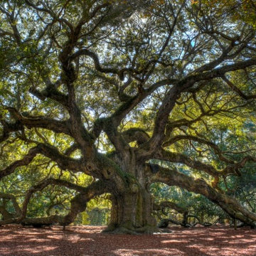 Tree Service Magnolia Beaver Tree Service, Inc.