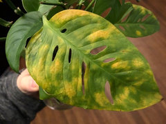 Monstera adansonii - is this disease? | Houzz Forum