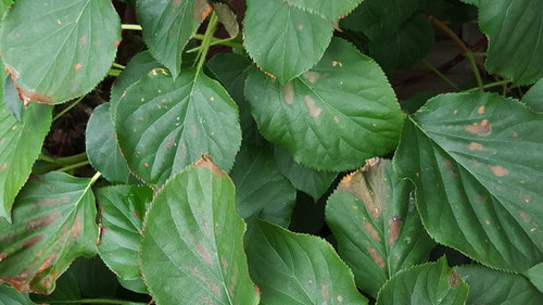 What is causing my climbing hydrangea's leaves to turn brown?