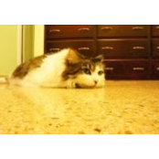 Michael White's photo